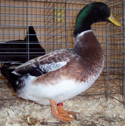 Welsh Harlequin Duck Drake
