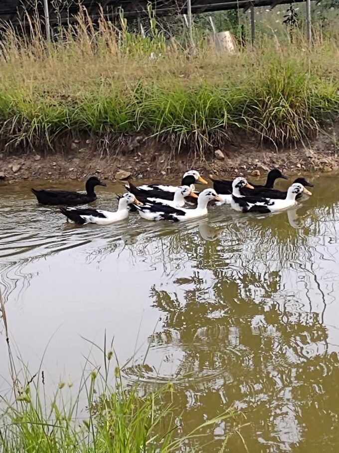 Hatchery Choice Ducks - Image 18