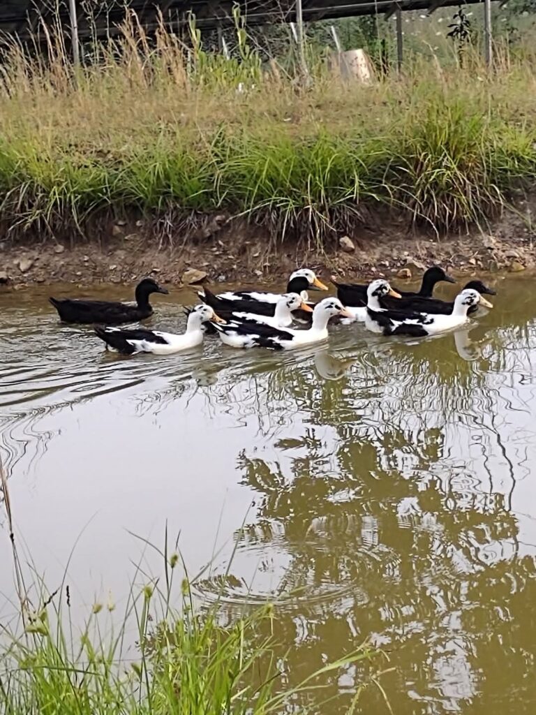 Assorted Ducks Hatchery Choice Duck Assortment | Mixed Ducklings