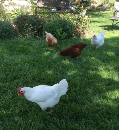 Hatchery Choice Pullet Gretchen Robertson