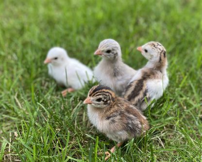 Training Domestic Guinea Fowl 101 - Backyard Poultry