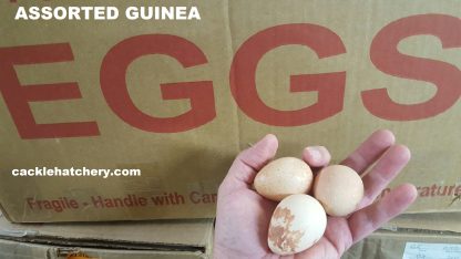 Hatchery Choice Guineas