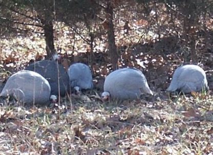 Hatchery Choice Guineas