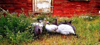 Hatchery Choice Guineas