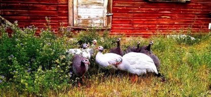 Hatchery Choice Guineas