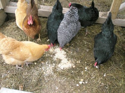 Hatchery Choice Pullets