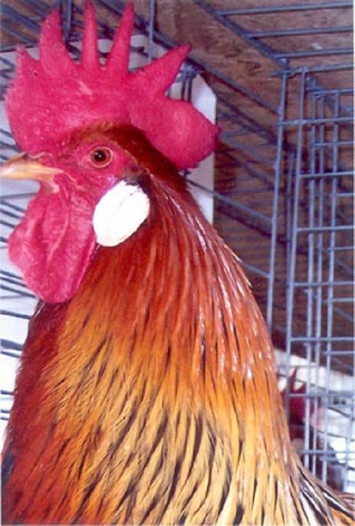 Head shot of a Brown Leghorn Chicken