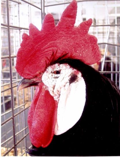 Head Shot of a White Faced Black Spanish Bantam Chicken Rooster