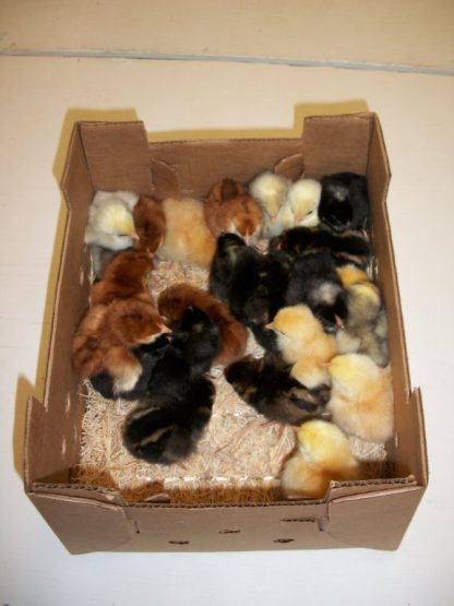 Hatchery Choice Pullet Chicks