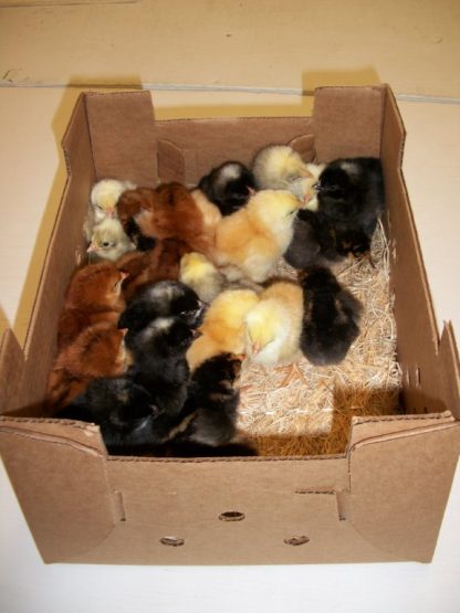 Hatchery Choice Pullet Chicks