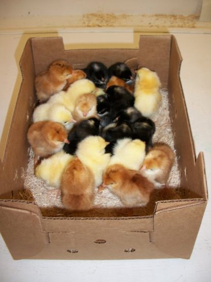 Hatchery Choice Pullet Chicks