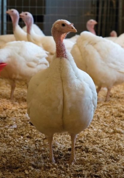 White Broad Breasted Turkey Hen