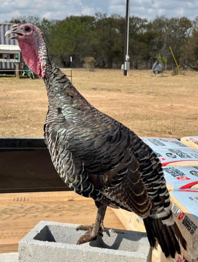 Bronze Heritage Standard Turkey - Image 21