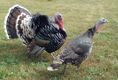 Heritage (Standard) Bronze Turkey