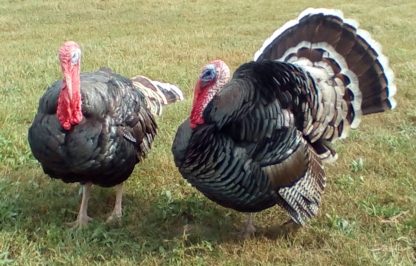 Heritage (Standard) Bronze Turkey