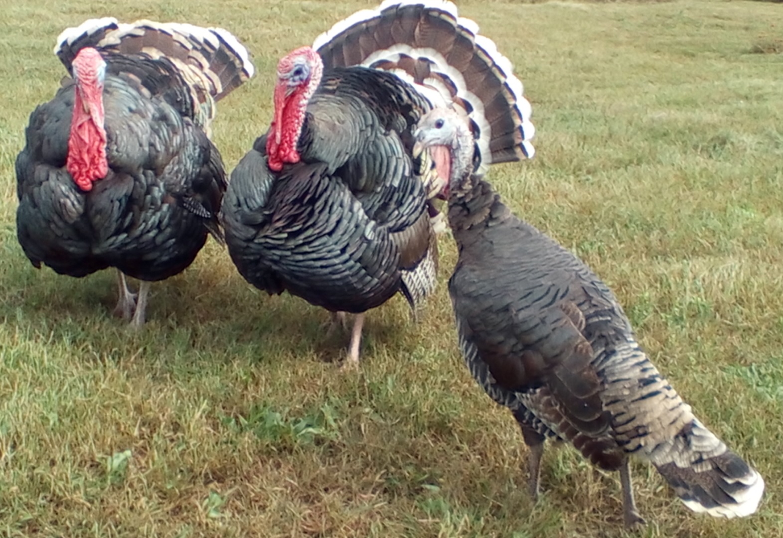 heritage-standard-bronze-turkey-poults-cackle-hatchery