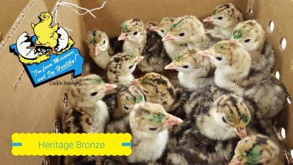 Heritage (Standard) Bronze TurkeyPoults