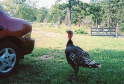 Heritage (Standard) Bronze Turkey