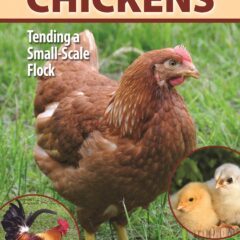 Hobby Farms Chickens, Second Edition, Revised and Expanded by Sue Weaver