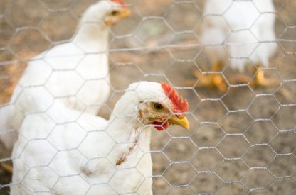 Cornish Cross Chickens