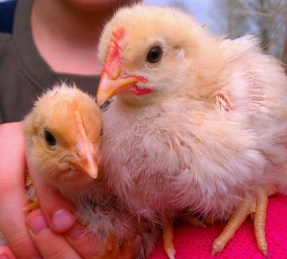 Cinnamon Queen™ Cockerel (right) and Pullet (left) Chickens