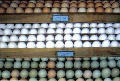 White Plymouth Rock eggs in top tray of Incubator