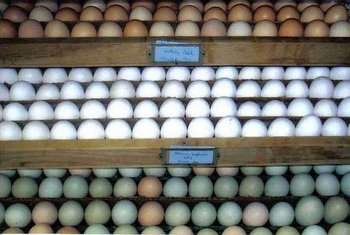 Easter Egger eggs in bottom tray in Incubator
