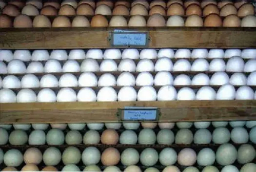 White Leghorn Chicken Eggs