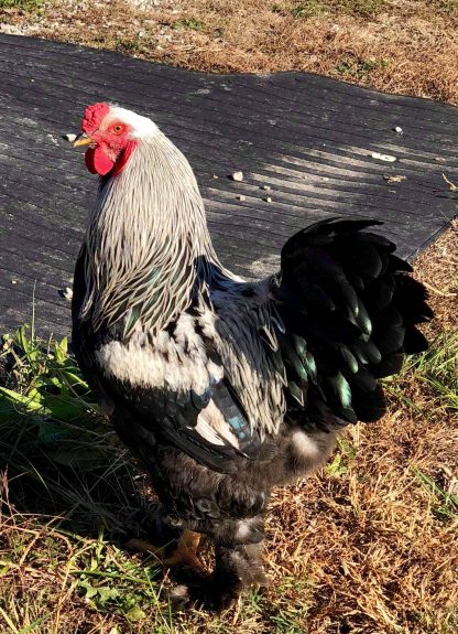 Dark Brahma Chicken