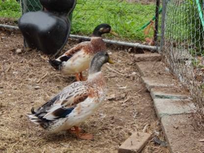 Cackle Welsh Harlequin Ducks