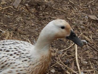 Cackle Welsh Harlequin Duck