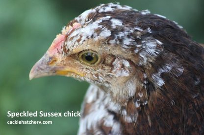 Speckled Sussex Chicken