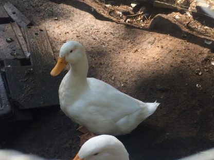 White Pekin Duck-6565