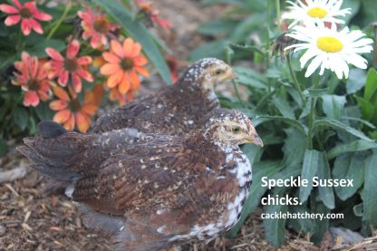 Speckled Sussex Chicken