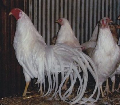 White Yokohama Chicken