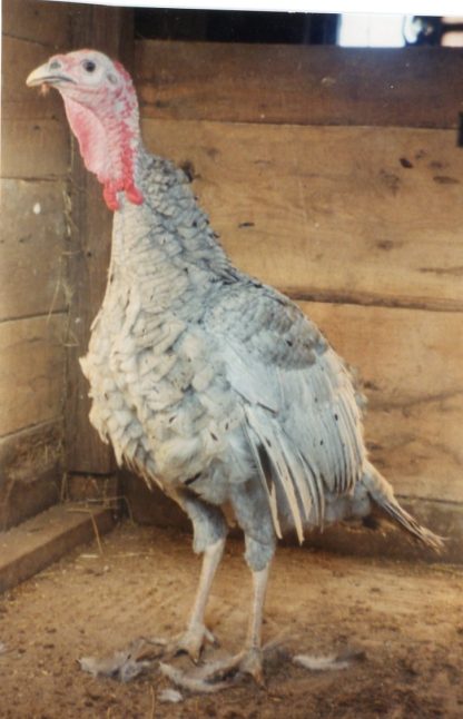 Blue Slate Turkey