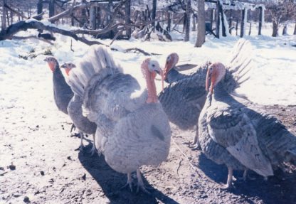 Blue Slate Turkey