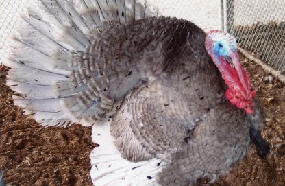 Blue Slate Turkey