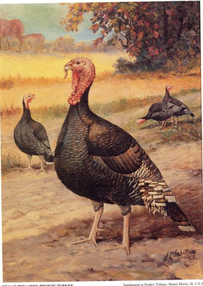 Broad Breasted Bronze Turkey-3781