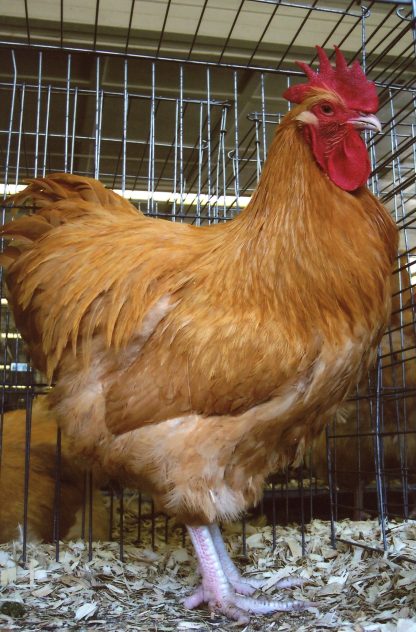 Buff Orpington chicken