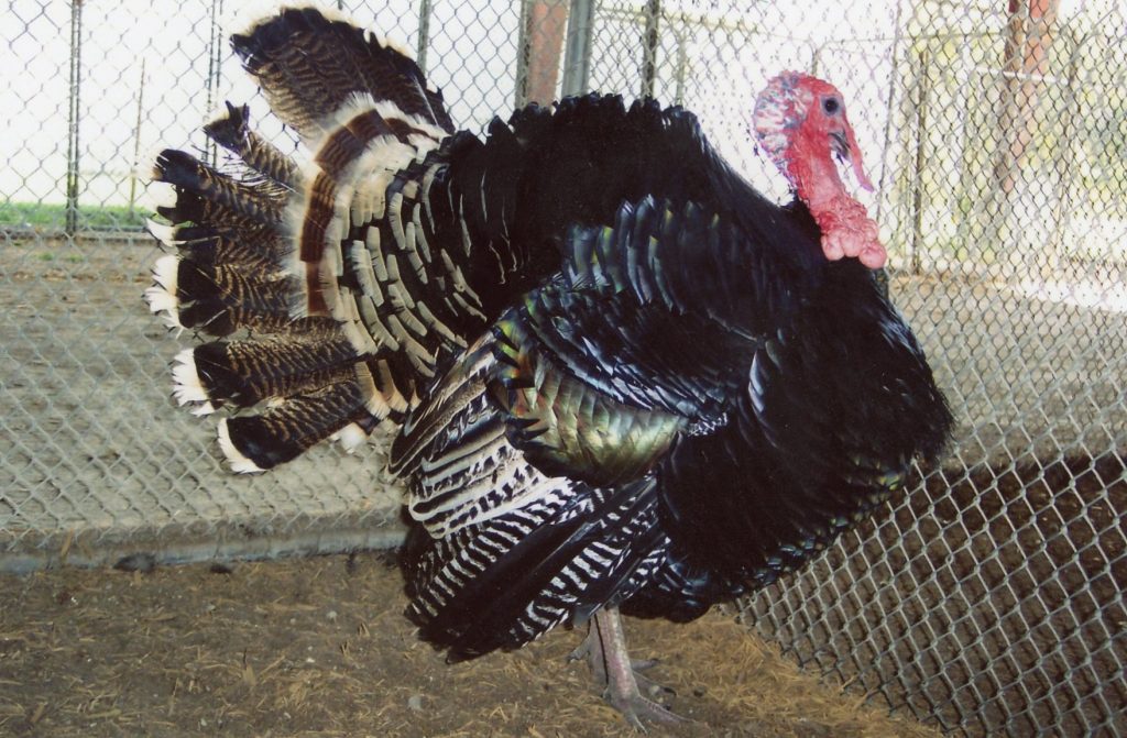 Broad Breasted Bronze Turkey Poults Cackle Hatchery®