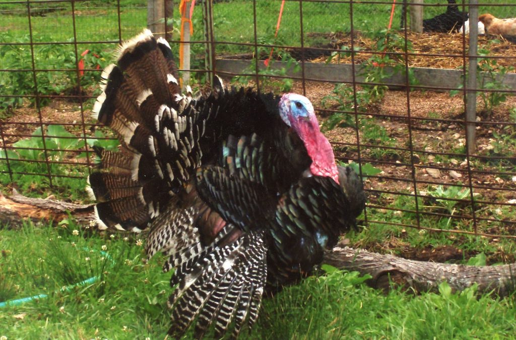 Broad Breasted Bronze Turkey Poults Cackle Hatchery®