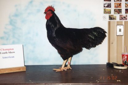 Rhode Island Red chicken