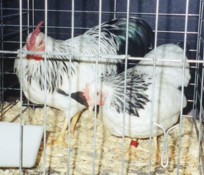 Columbian Rock Bantam Chicken Breed Rooster and Hen