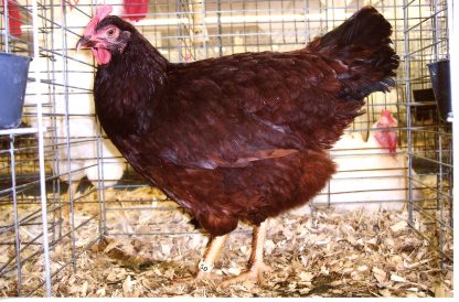 Rhode Island Red chicken