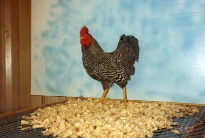 Barred Rock Bantam