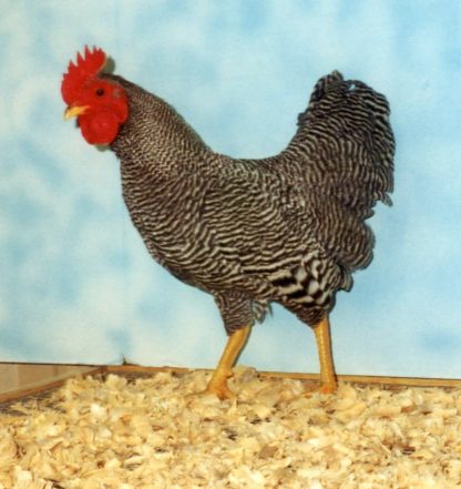 Barred Rock Bantam