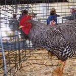 Barred Rock Bantam