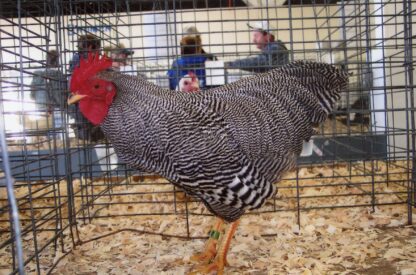 Barred Rock Bantam