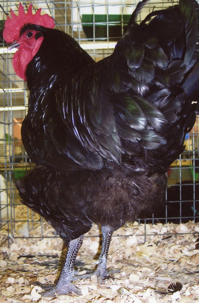 thumbnail image 2 of PRE-SALE: 6 Pure Black Jersey Giant Hatching Eggs - HUGE Breed Chicken Eggs For Incubating 2 of 14